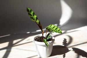 Calathea lancifolia green pattern leaf close-up on the windowsill in bright sunlight with shadows. Potted house plants, green home decor, care and cultivation, marantaceae variety. photo