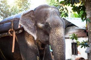 elefante indio en la jungla en una cadena - entretenimiento para turistas, trabajo duro en la granja, equitación, excursiones. elefante en el bosque al sol a través de los árboles. foto