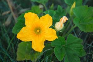 A large yellow zucchini flower in the garden. Flowering of vegetable crops, growing cucumber, pumpkin in the garden. Seedling, plant care, fertilizer and pest protection photo