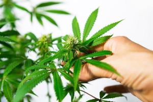 Hand carefully touches a cannabis bush in bright light with a white background. Medicinal marijuana leaves of the Jack Herer variety are a hybrid of sativa and indica. Care and cultivation. photo