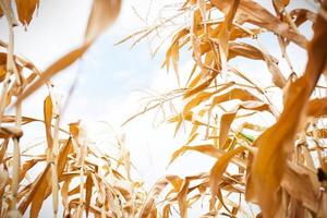 Rows of ripe corn on a dry plantation. Path between plantings of grain crops, beds with crops. Space for text photo