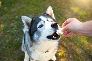 Husky dog gets a delicious for executing the Sit command. Training a pet on the grass, the owner's hand, begging for food. Animal feed. Close-up, blue eyes and a dogs nose, thick pet hair in a collar. photo