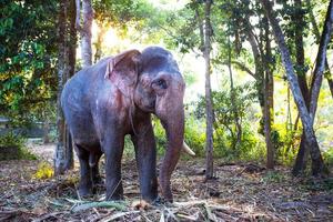 elefante indio en la jungla en una cadena - entretenimiento para turistas, trabajo duro en la granja, equitación, excursiones. elefante en el bosque al sol a través de los árboles. foto
