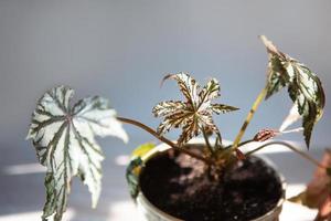 Begonia Gryphon close-up leaf on the windowsill in bright sunlight with shadows. Potted house plants, green home decor, care and cultivation photo