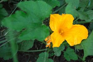 A large yellow zucchini flower in the garden. Flowering of vegetable crops, growing cucumber, pumpkin in the garden. Seedling, plant care, fertilizer and pest protection