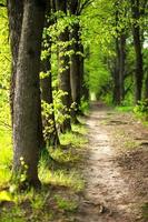 An alley of trees with young, fresh spring foliage. Naturalness, ecology, springtime. Copy space, background photo