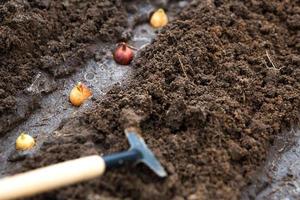 Rake and a shovel are inserted into the ground from the garden, the onion-sowing is planted. Springtime, working on a plot of land, landscaping, gardening, growing flowers, fruit crops. Copy space photo
