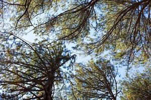 A pattern of crowns and tree branches against the sky. Bottom view. photo