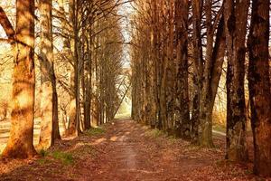 un callejón de árboles sin hojas. primavera, otoño, manzanar, estacionalidad, pasto seco. naturalidad, ecología, primavera. copia espacio, fondo foto