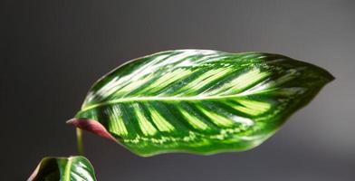 Calathea Flamestar green pattern leaf close-up on the windowsill in bright sunlight with shadows. Potted house plants, green home decor, care and cultivation, marantaceae variety. Copy space photo