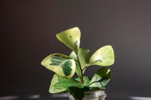 Ficus triangularis coconut cream variety in a glass for transplantation close-up leaf on the windowsill in bright sunlight with shadows. Potted house plants, green home decor, care and cultivation photo