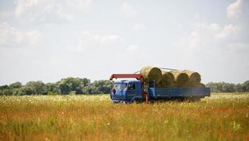 A blue truck with an arrow takes round haystacks out of the field. Harvesting for winter fodder for cattle, agriculture, animal keeping, harvesting from the fields photo