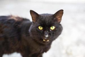 un gato negro callejero mira en el marco. oreja de mascota desgarrada, gato callejero hambriento, refugio de animales, medicina veterinaria foto