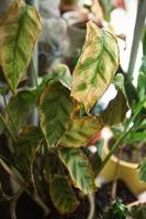 Problems in the cultivation of domestic plants - leaves affected by a spider mite, yellow and dry tips, the overflow of the plant, rotting of the roots. Plant treatment and pest and fungus control photo