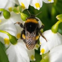 cerrar abejorro durmiendo en una flor foto