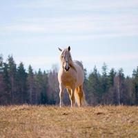 beautiful horse in a field photo