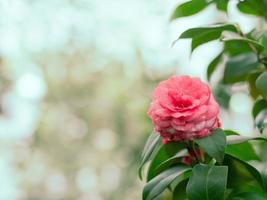 Beautiful flower background photo