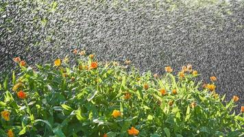 Watering by rain flowers and plants with hose in home garden on sunny day photo