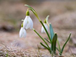 Snowdrop with blossom photo