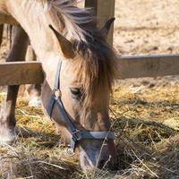 horse in the paddock photo