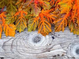 autumn leaves on gray wood photo