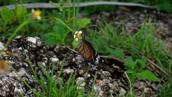 monarchvlinder op bloem video