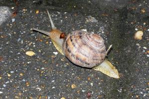 a wild snail crawls on the asphalt photo
