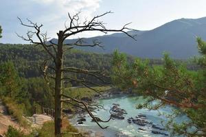 un viejo árbol seco retorcido sobre una roca en la orilla del río katun en las montañas altai foto