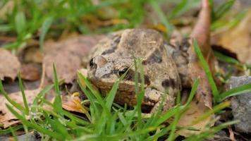 Brown frog in grass video