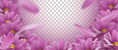 3d background with realistic pink chrysanthemum flowers and falling petals. Vector illustration