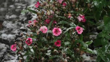 claveles en flor sobre la nieve video