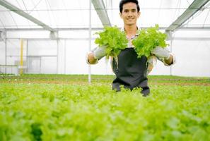 Male gardener standing in greenhouse garden holds green oak lettuce in both hands looking at camera smiling. Asian farmer cultivate healthy nutrition organic salad vegetables in hydroponic farming. photo