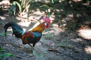 gallo gallo, hermoso pollo gallo tailandés en fram. concepto de conservación de animales y protección de ecosistemas. foto