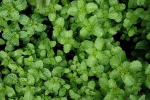 Peppermint leaf or Kitchen Mint photo