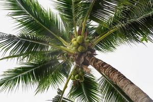 Coconut Palm Tree seen from below photo
