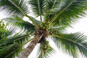 Green Coconut Stock Photos, Images and Backgrounds for Free Download Green Coconut Stock Photos, Images and Backgrounds for Free Download