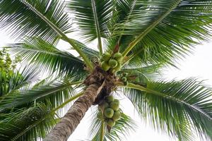 palmera de coco foto