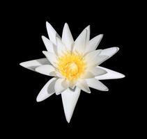 nymphaea o flor de loto o lirio de agua. cierre la flor de loto de cabeza blanca aislada sobre fondo negro. foto