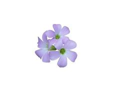 Purple shamrock or Love plant flowers. Close up small purple-pink flower bouquet isolated on white background. photo