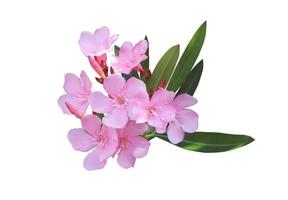 Oleander or Sweet Oleander or Rose Bay flowers. Close up beautiful pink single flowers bouquet isolated on white background. photo