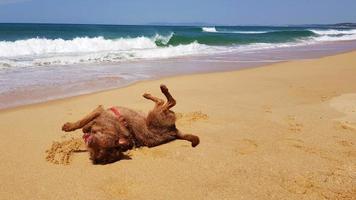 perro divirtiéndose en la playa foto