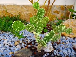 hermoso cactus en el jardín foto