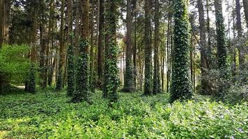 Forest of green trees in Sintra photo