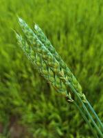 fresh green wheat field during summer day. photo