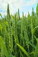 fresh green wheat field during summer day. photo