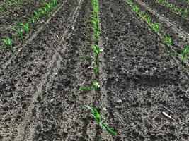 plántulas de maíz en la temporada cuando llueve. los agricultores han plantado. foto