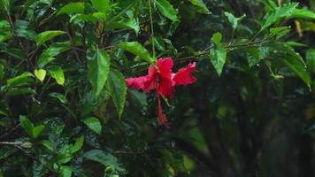 flor de hibisco vermelho sob chuva video