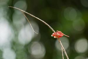 libélula roja en una rama seca con fondo verde bokeh. foto
