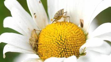 Brown Marmorated Stink Bug -Halyomorpha halys- on chamomile flower