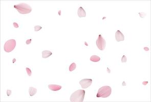 Sakura background, cherry vector background